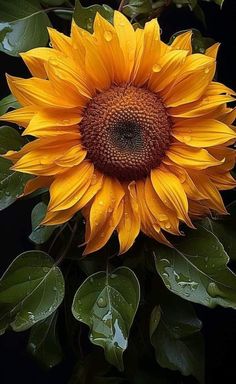 a large sunflower with green leaves and water droplets on it's petals, in front of a black background