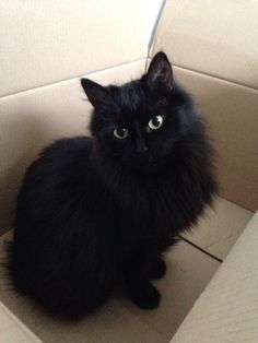 a black cat sitting on top of a white couch next to a wall and floor