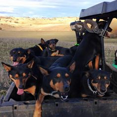 a group of dogs sitting in the back of a pick up truck with their tongue hanging out