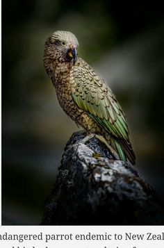 a small bird sitting on top of a tree branch in the dark with it's eyes closed