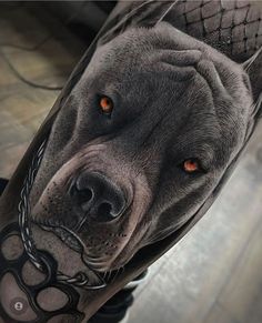 a black and grey dog with orange eyes on his leg is shown in this tattoo design