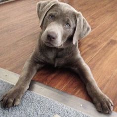 a dog laying on the floor looking at the camera