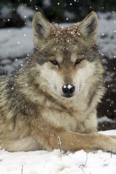 a wolf laying in the snow with it's eyes closed