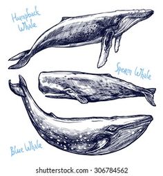 three whale species are shown in this hand drawn illustration