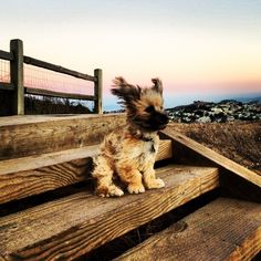 a small dog sitting on top of wooden steps