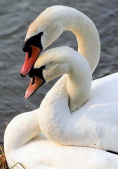 two white swans with their necks wrapped around each other