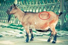 a goat with a red circle around it's neck