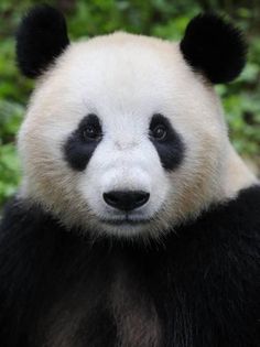 a black and white panda bear sitting on top of a lush green forest filled with trees