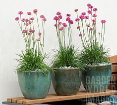 three planters with pink flowers in them sitting on a shelf next to a wall