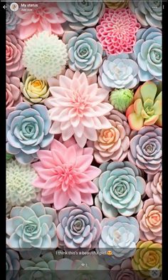 colorful succulents are arranged in the shape of flowers