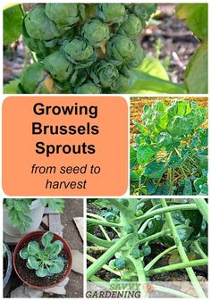 growing brussels sprouts from seed to harvest with text overlay reading growing brussels sprouts from seed to harvest