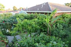 an outdoor garden with lots of plants and trees in the foreground, next to a house