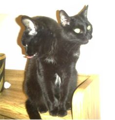 a black cat sitting on top of a wooden shelf