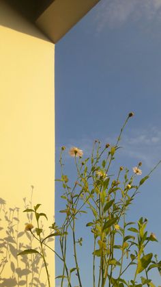 a vase with some flowers in it next to a yellow wall and a blue sky