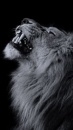 a black and white photo of a lion with its mouth open