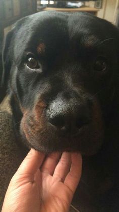 a black and brown dog laying on top of a couch next to a persons hand