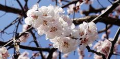 white flowers are blooming on the branches of a tree with blue sky in the background