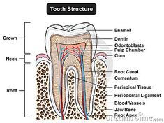 Chino California, Teeth Illustration, Dental Assisting