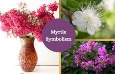 Collage of myrtle flowers. Crepe Myrtle, Aromatic Oils, Cosmetics Industry, Names With Meaning, All Around The World, Glass Vase