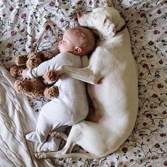 a baby sleeping next to a dog on top of a bed with a teddy bear