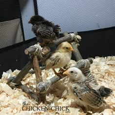 three small birds sitting on top of wood shavings