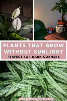 plants that grow without sunlight perfect for dark corners