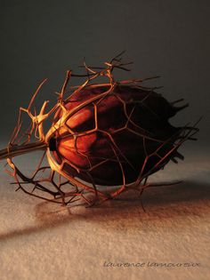 a close up of a fruit on a white surface with light coming through the top