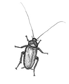 Cockroach in line art Kafka Cockroach, Cockroach Aesthetic, Year Tattoo, Vector Sketch, Art Theme