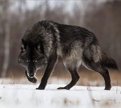 a black and white photo of a wolf running in the snow with trees in the background