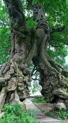 an old tree with very large roots in the middle of a walkway surrounded by greenery