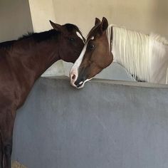 two brown horses standing next to each other in a stable with their heads touching the wall