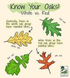 the different types of leaves that are used to describe what type of trees they are