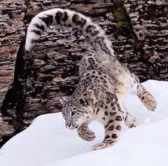 a snow leopard is walking on the snow