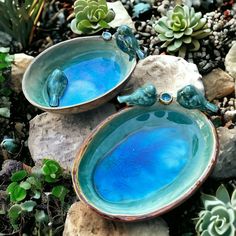 two blue dishes sitting on top of rocks next to succulents and plants