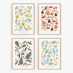 four framed art prints with different flowers and leaves