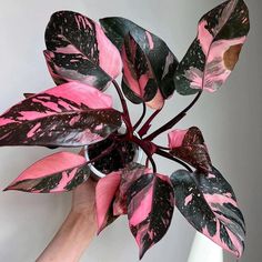 a hand holding a potted plant with pink and black leaves