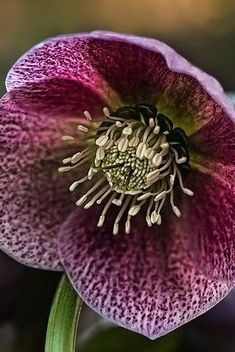 a purple flower with white stamens in the center