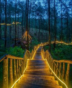 a wooden walkway with lights on it in the woods