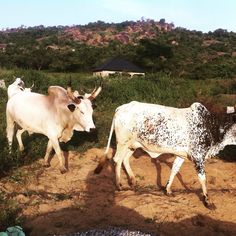 two cows are walking in the dirt near some bushes