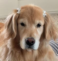 a close up of a dog laying on the floor with its head turned to the side