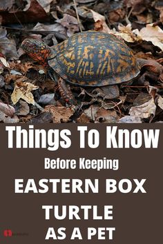 a turtle with the words things to know before keeping eastern box turtle as a pet