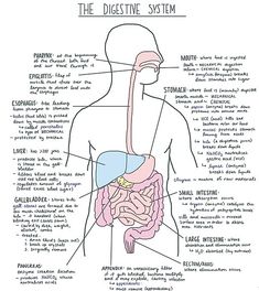 the digest diagram shows the different parts of the human body and how they are used