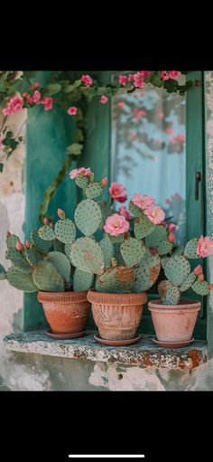 three potted cacti in front of a green door with pink flowers on it