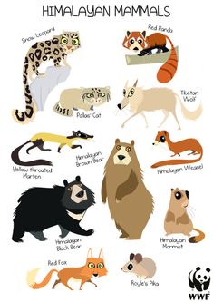 an animal poster with different types of animals