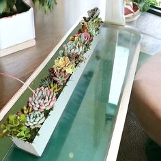 a long glass table with succulents on it