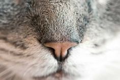 a close up view of a cat's face with it's eyes closed