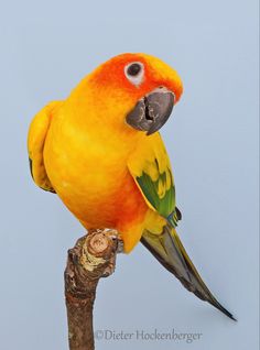 an orange and yellow parrot sitting on top of a tree branch with its beak open