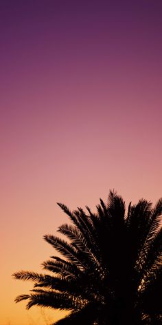 the silhouette of a palm tree against an orange and purple sky