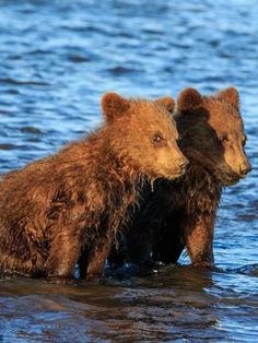 two brown bears are standing in the water