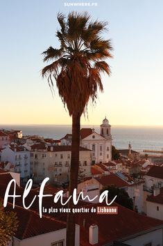 a palm tree in front of the ocean and buildings with text overlaying it